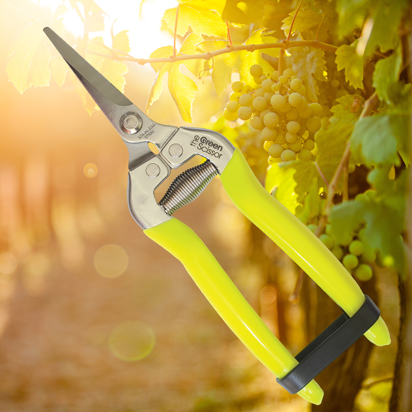 CHIKAMASA Harvesting Scissors S-221 - Curved Blade For Fruit Picking, 165mm Length, Orange & Persimmon Use